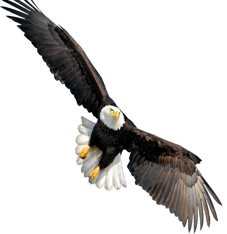 The head of an eagle on a transparent background. by PRUSSIAART on  DeviantArt