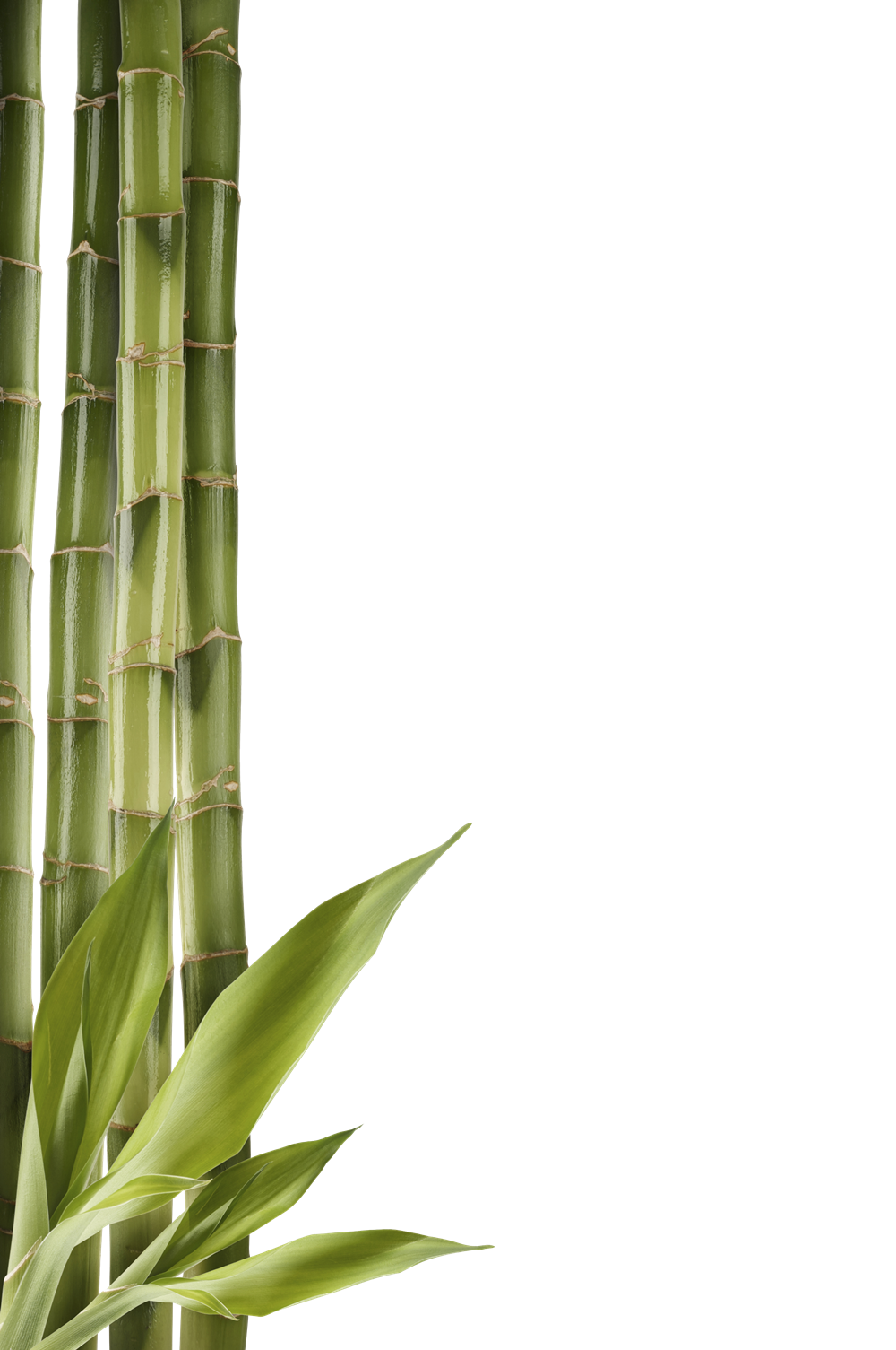 Bamboo Vector Clipart Cartoon Bamboo Trees - Clip Art Library