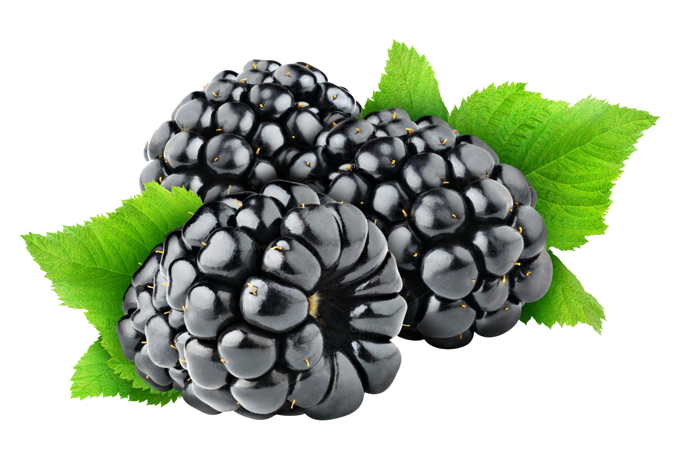 Blackberry Fruit Free PNG Image 