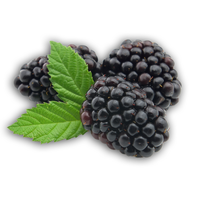Blackberry Fruit Transparent 