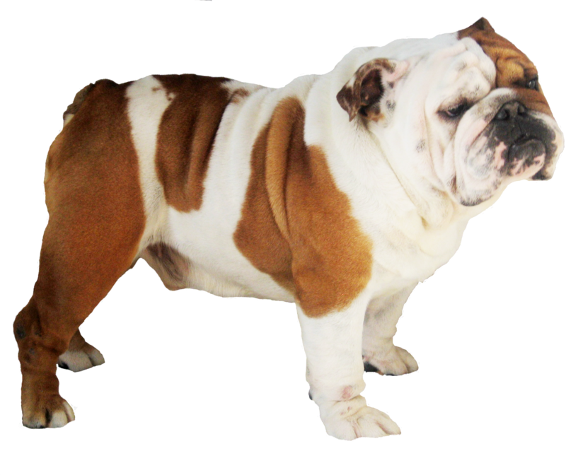 Bulldog Transparent 