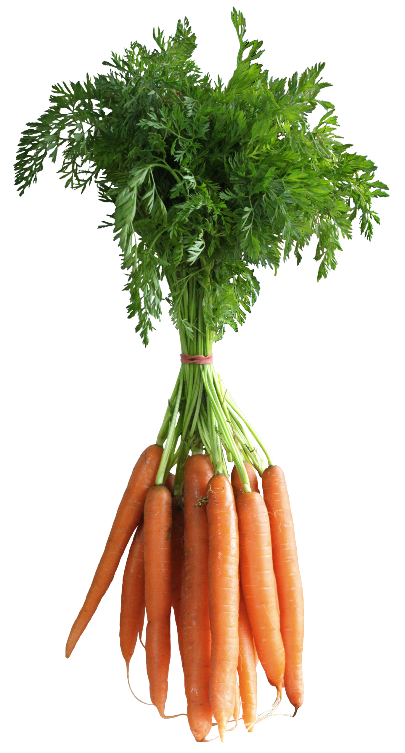 Carrots Clipart Transparent Background Carrots Transp - vrogue.co