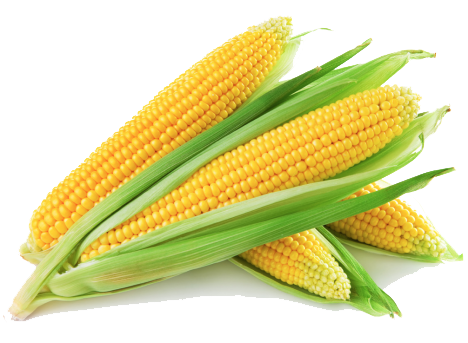 corn cob translucent background