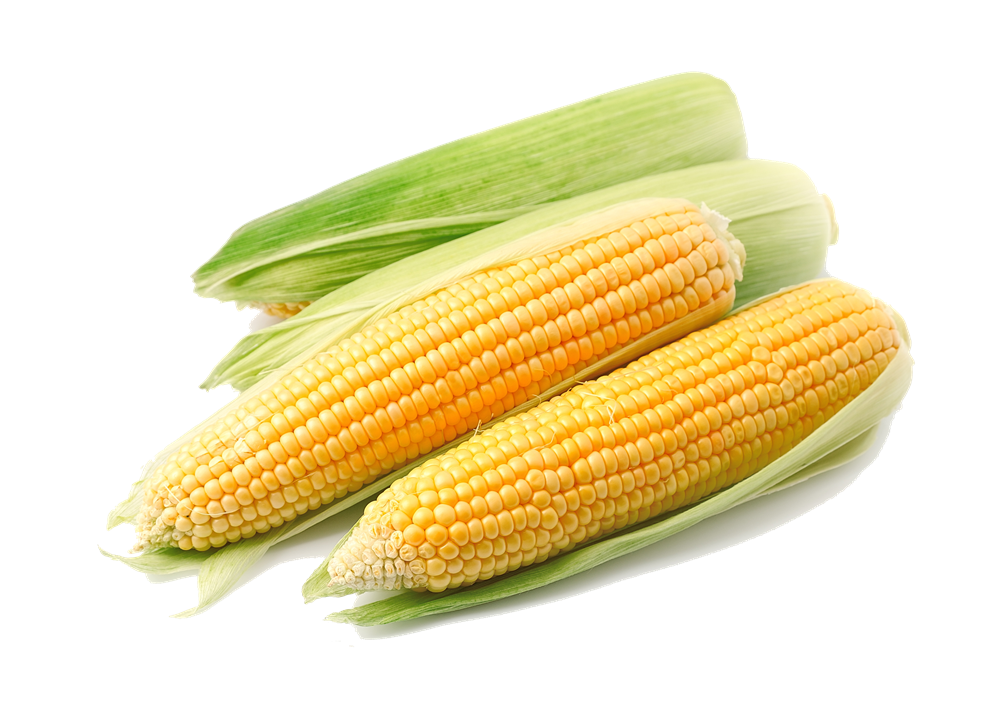 Free Corn Transparent, Download Free Corn Transparent png images, Free ...