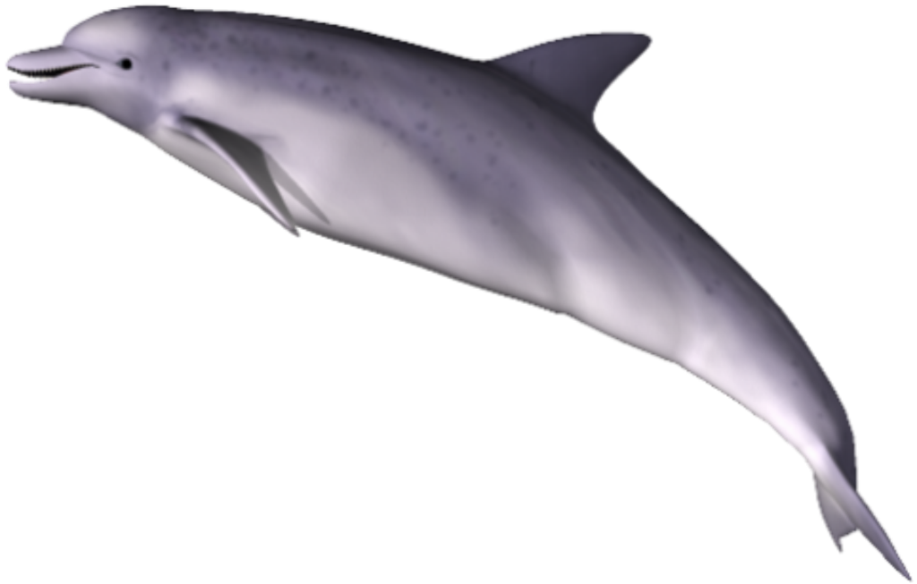 Dolphin PNG Clipart 