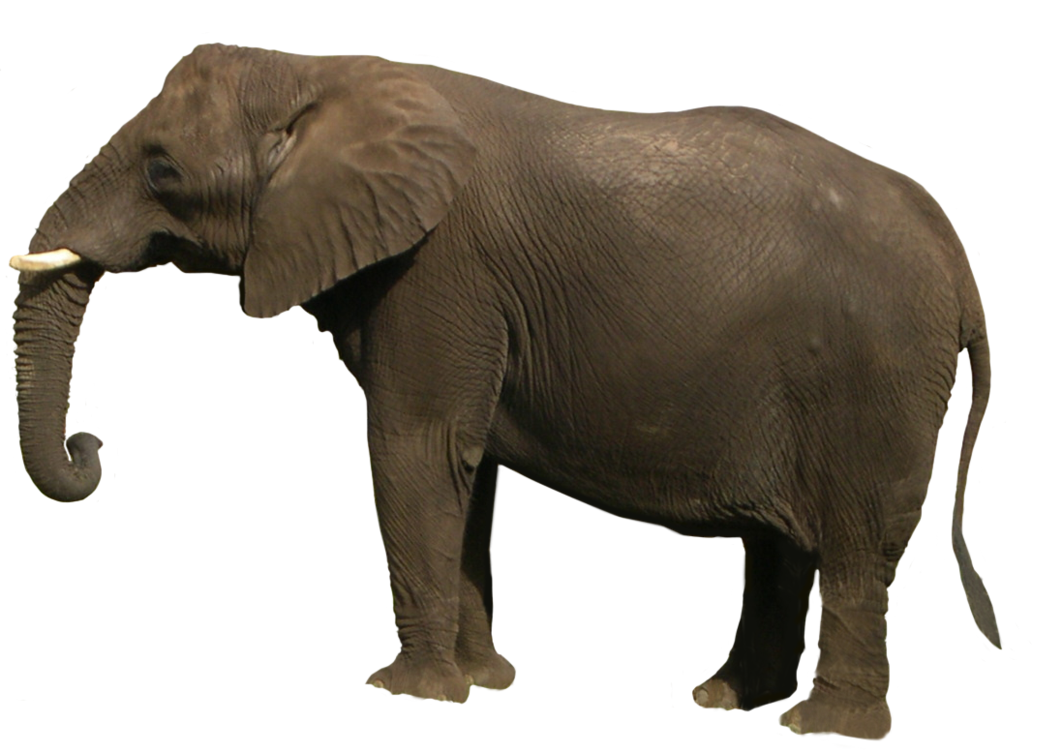 Elephant PNG Transparent Images