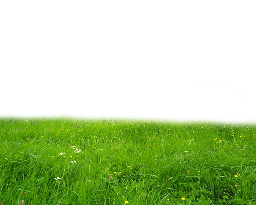 Grass High-Quality PNG 