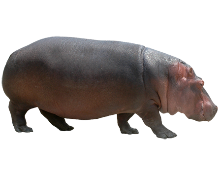 Hippopotamus PNG Transparent Images