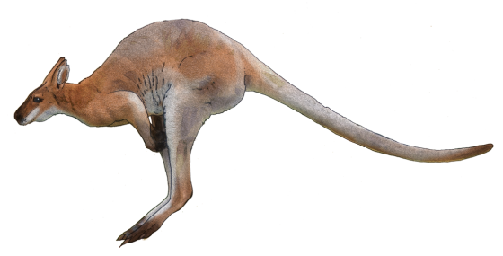 Kangaroo Download PNG 