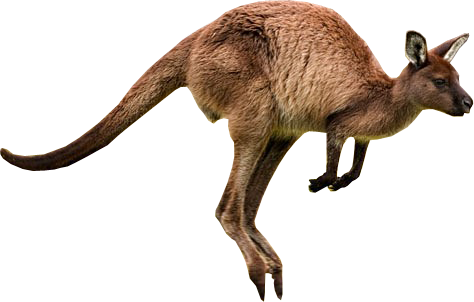 Kangaroo PNG Picture 