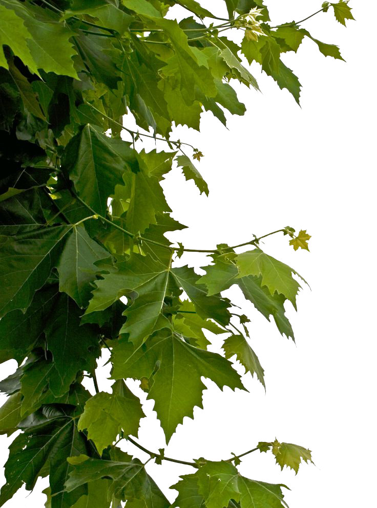 Tree leave. Листья сбоку. Ветка с листьями. Ветка дерева. Ветка клена.