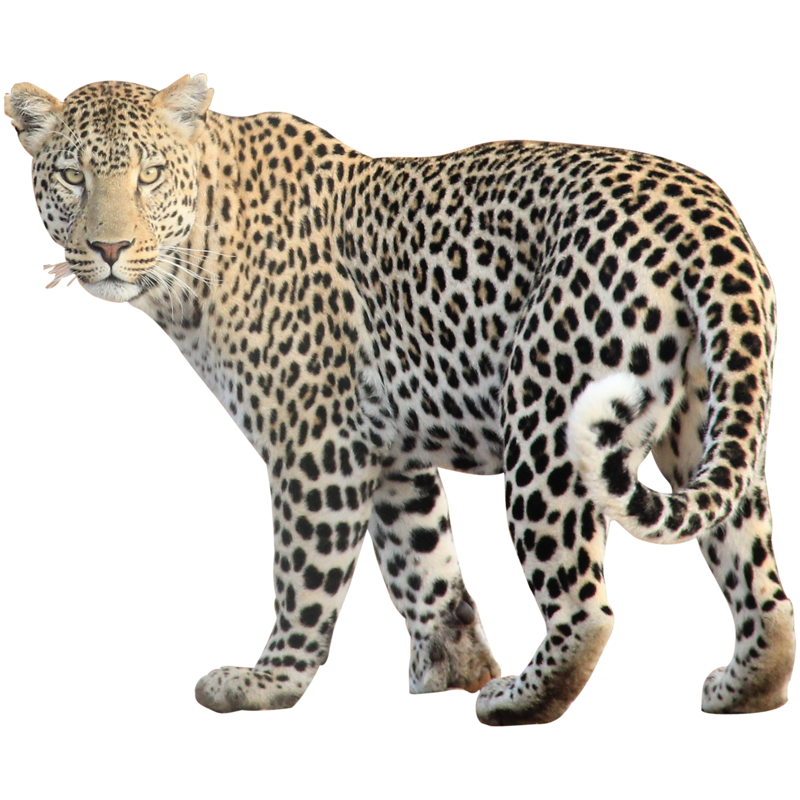Leopard Free PNG Image 