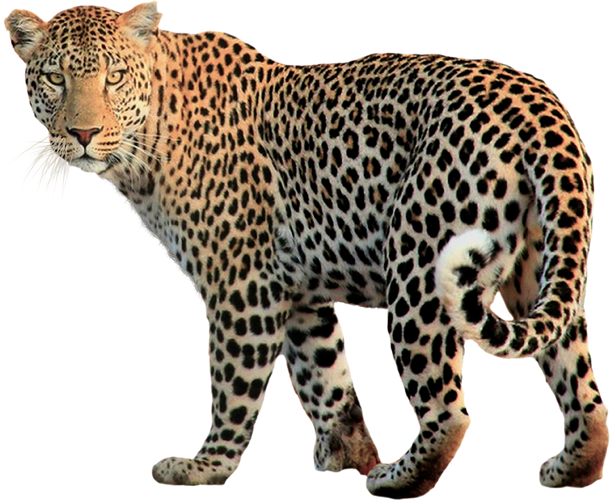 Leopard Transparent 