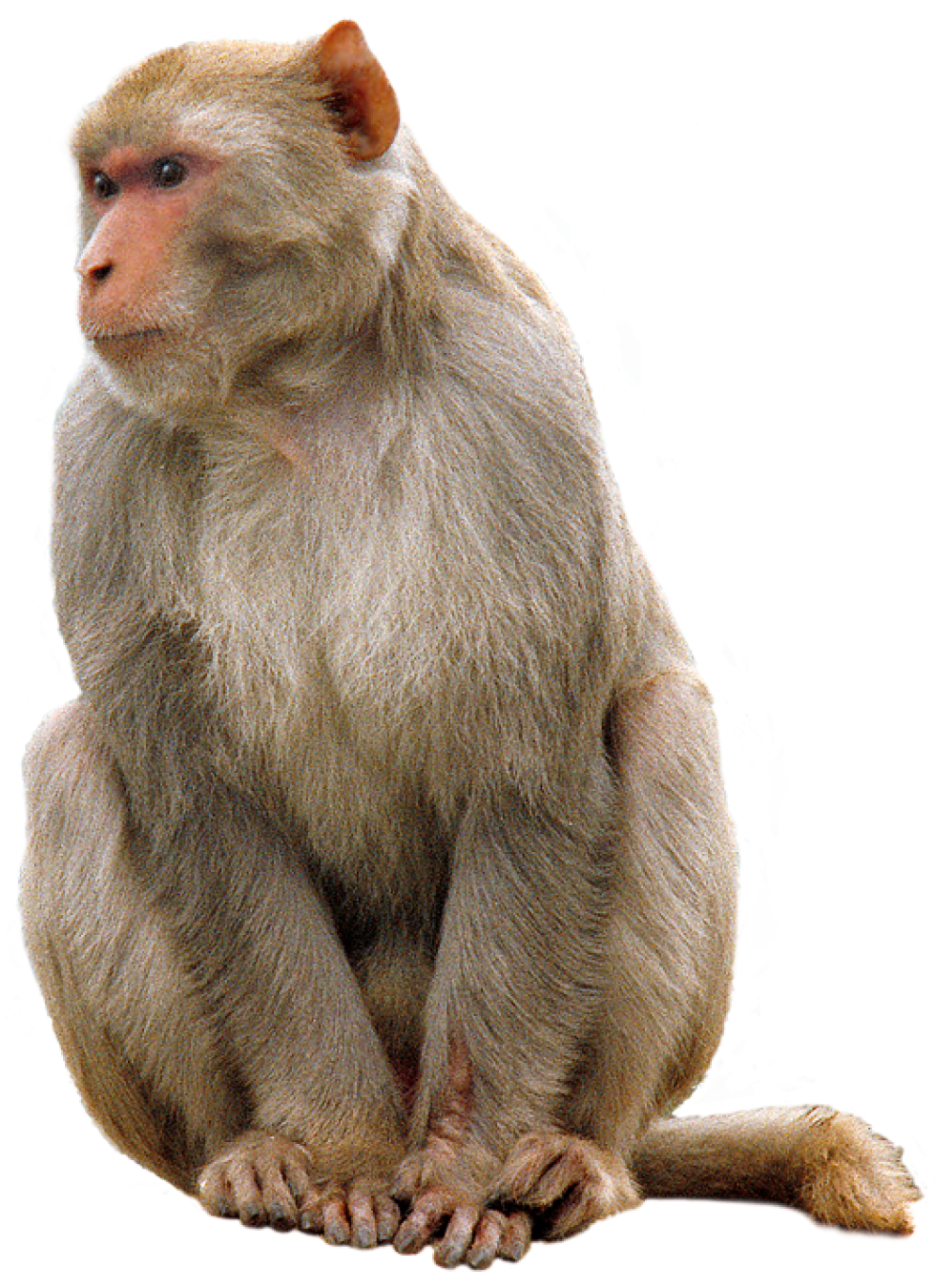 Monkey PNG Picture 