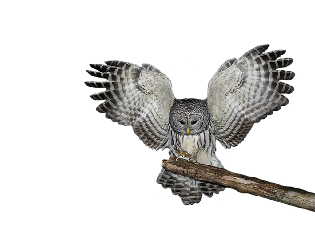 Owl PNG Images 