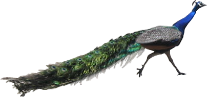 Peacock Free Download PNG 