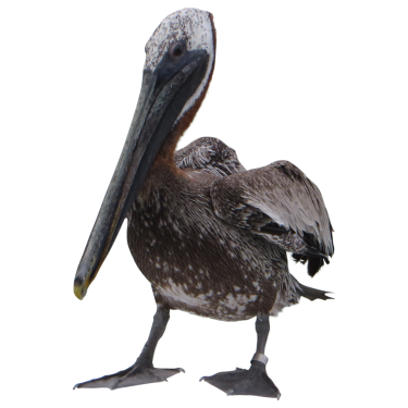 Pelican PNG Transparent Images