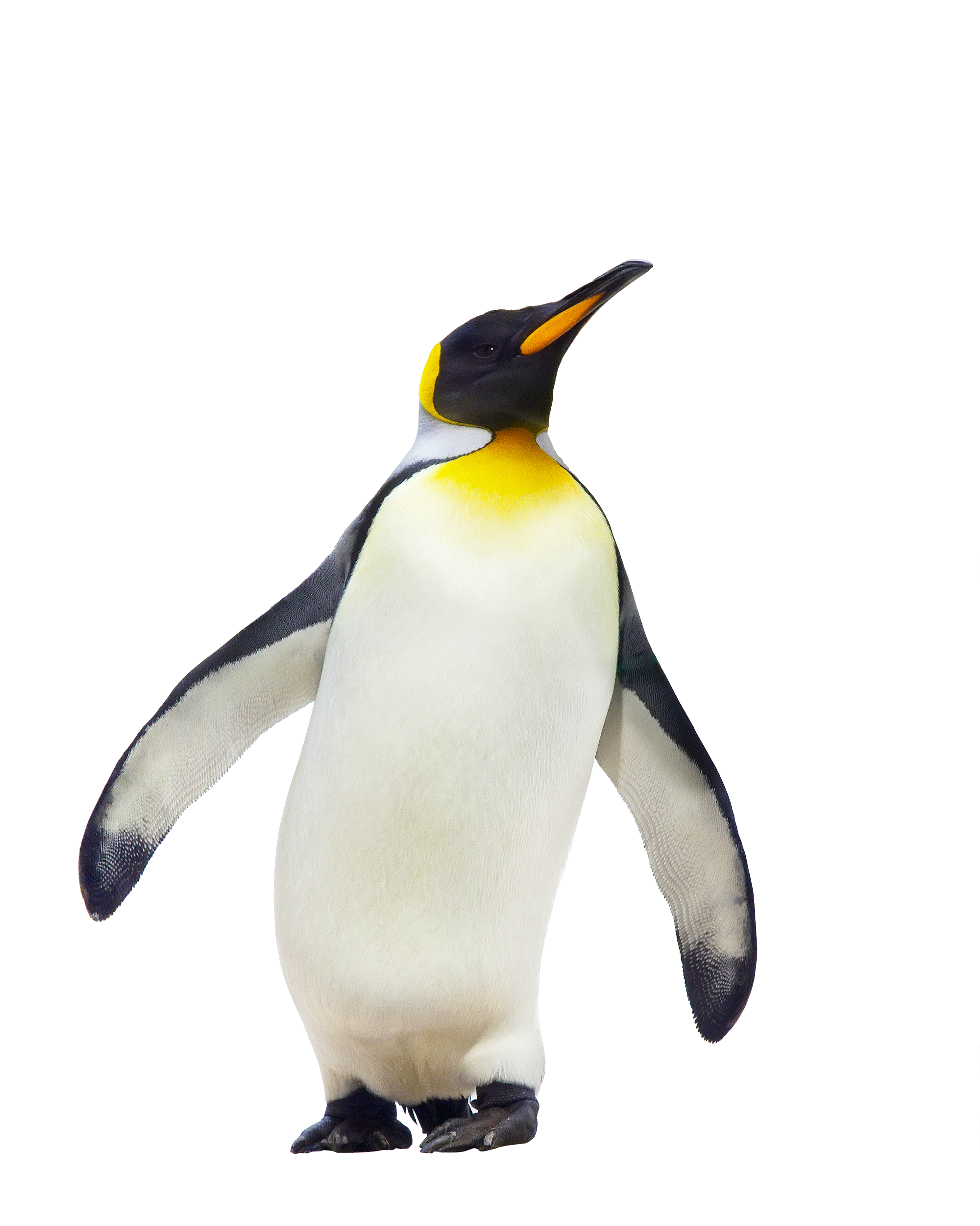 Penguin Free Download PNG 