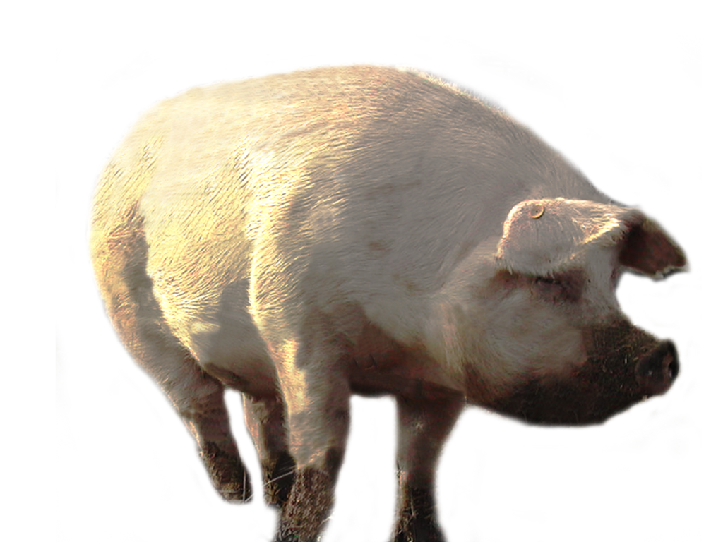 Free Pig Png Transparent Images Download Free Pig Png Transparent