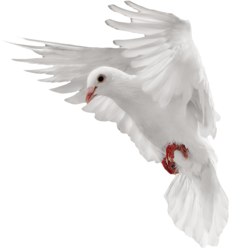 Free Dove Png Transparent Background, Download Free Dove Png Transparent  Background png images, Free ClipArts on Clipart Library
