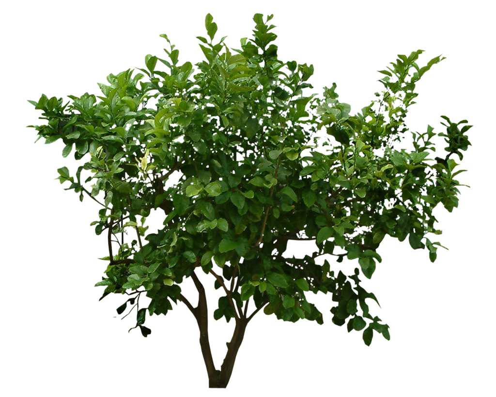Free Bushes Transparent Background, Download Free Bushes Transparent Background  png images, Free ClipArts on Clipart Library