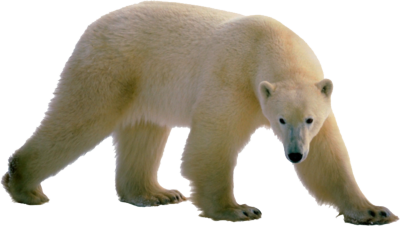 Polar Bear PNG Clipart 