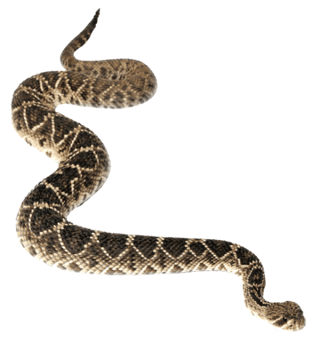 Rattlesnake 