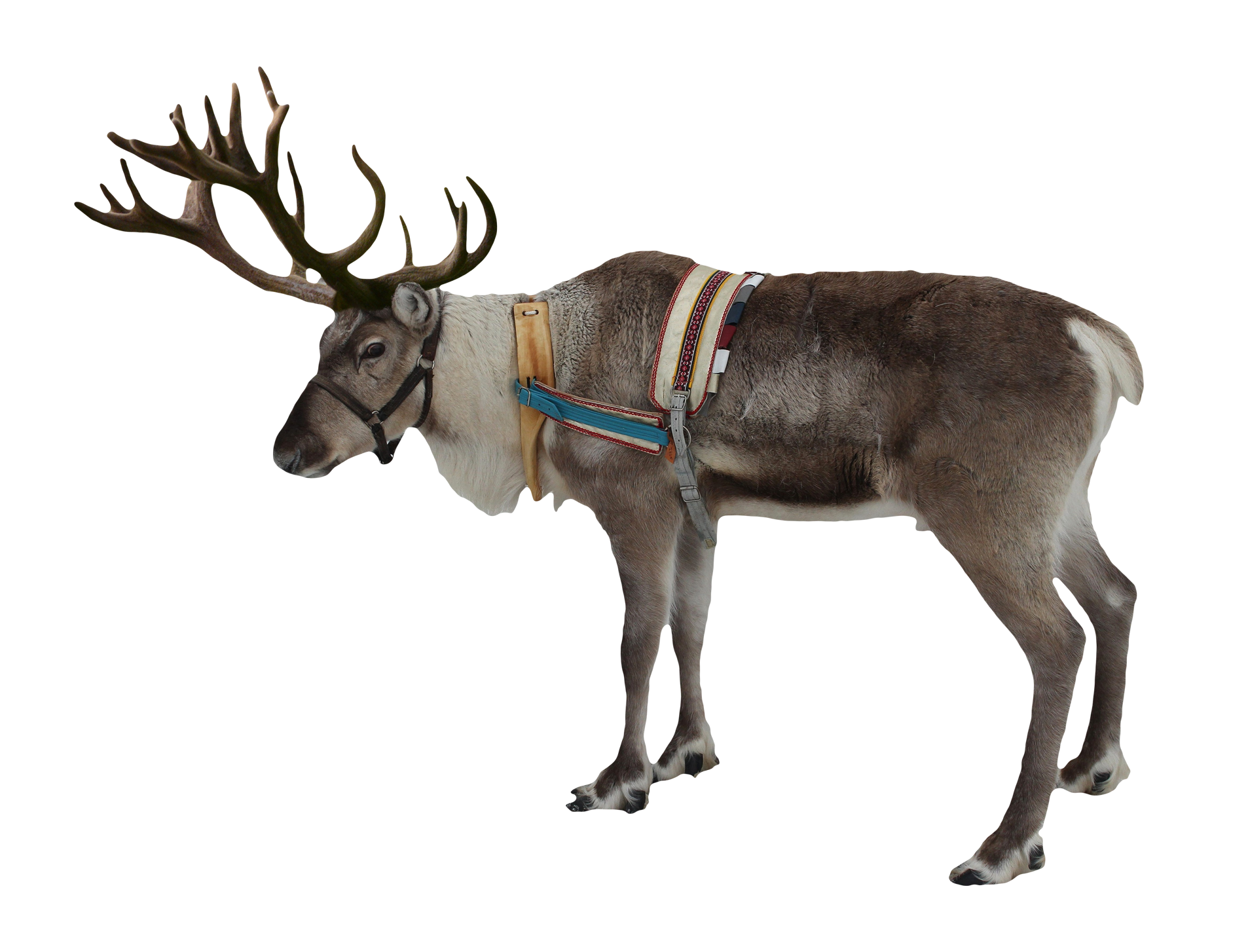 Reindeer Free PNG Image 
