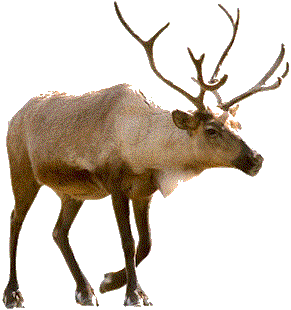 Reindeer PNG Picture 