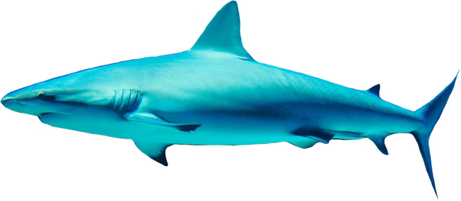 Shark Free PNG Image 