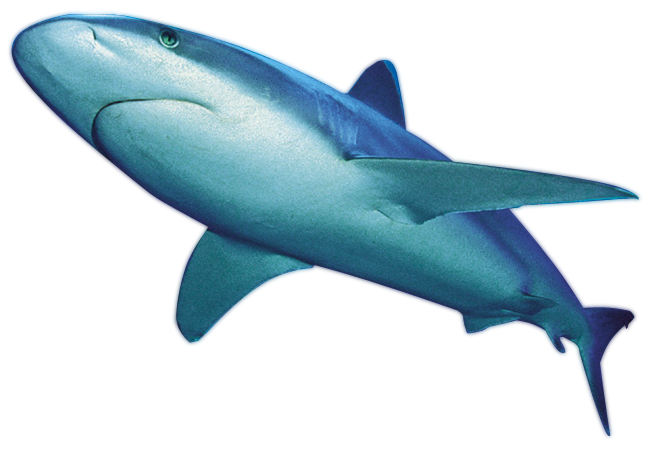 Shark PNG File 