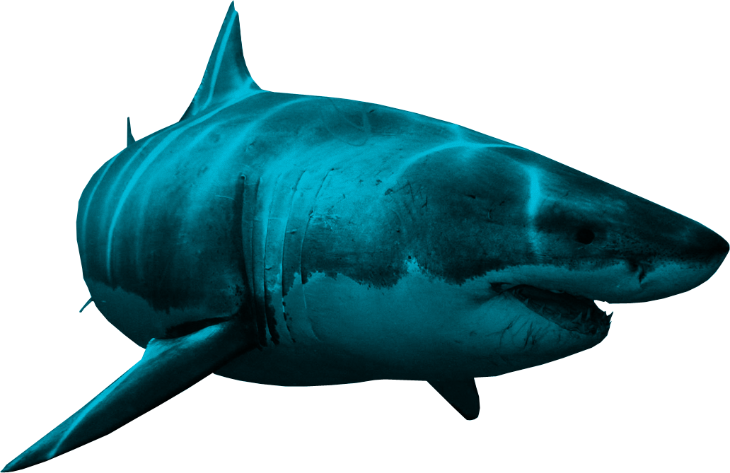 Shark PNG Image 
