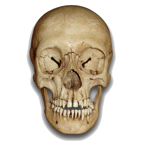 Skeleton Head PNG File 