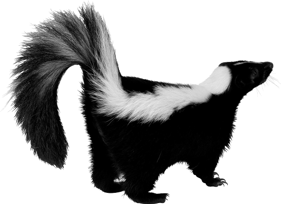 Skunk PNG Picture 