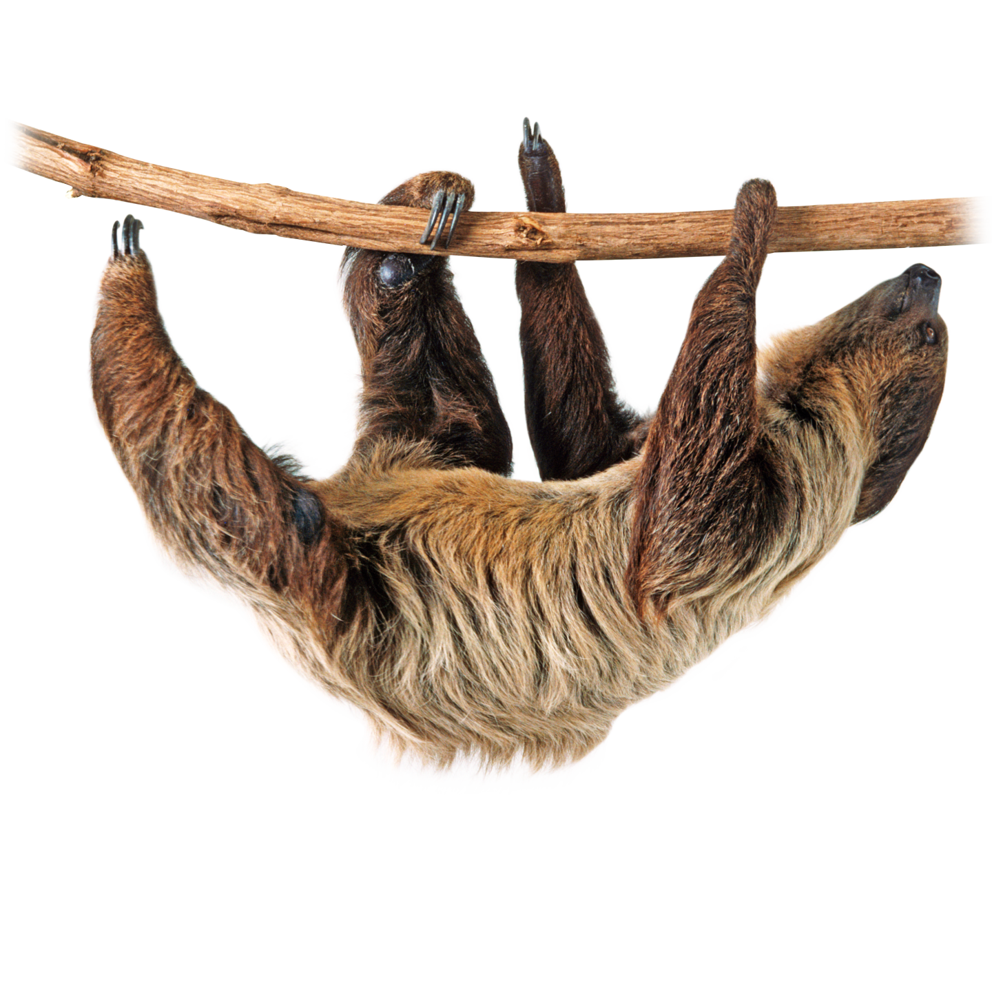 Free Sloth PNG Transparent Images, Download Free Clip Art, Free Clip