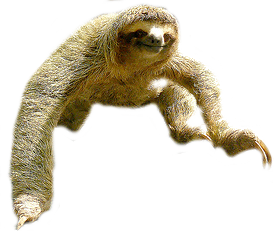 Sloth PNG Picture 