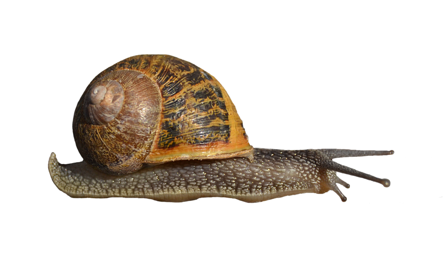 Snail Transparent 