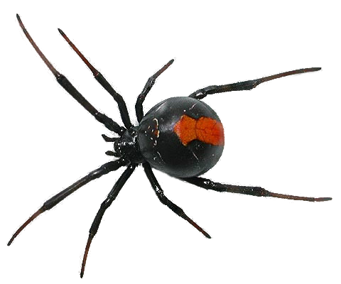 Spider Free Download PNG 