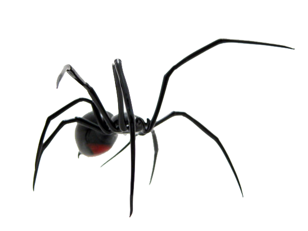 Spider PNG Image 