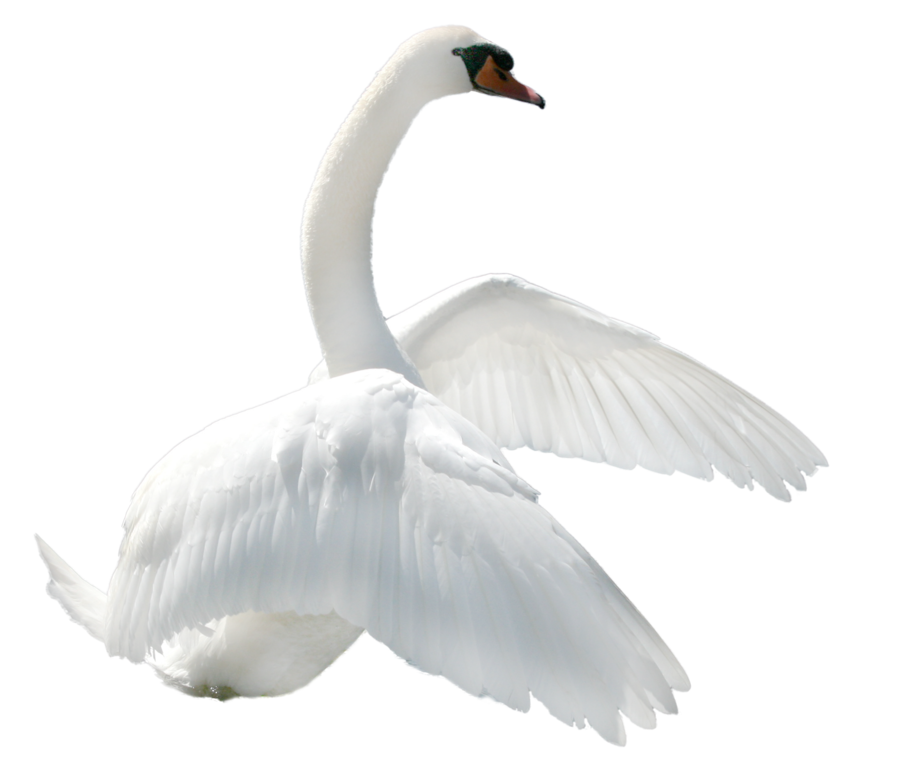 Swan PNG Image 