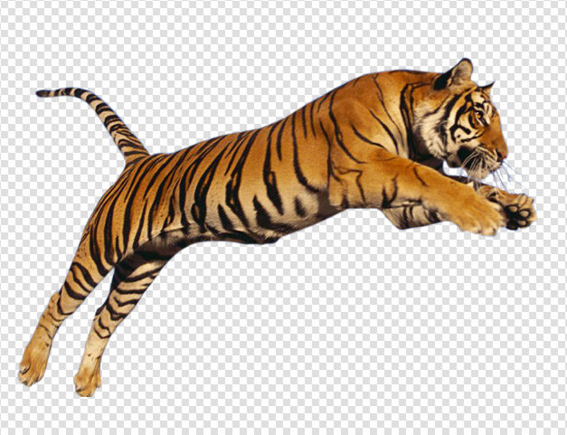 Tiger Download PNG 