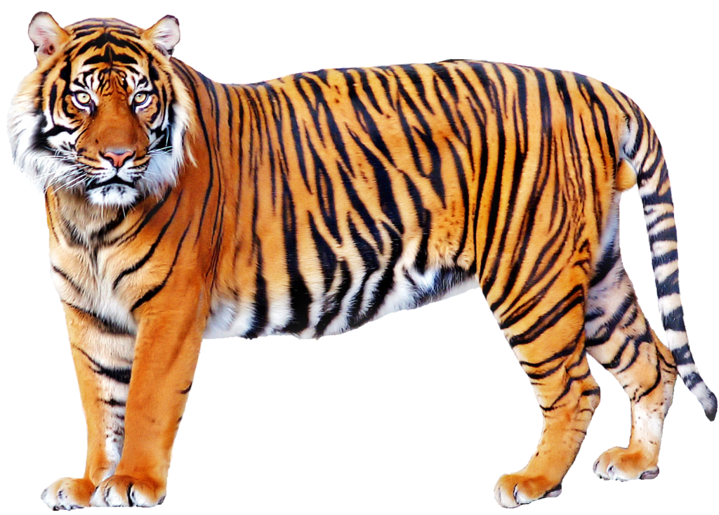 Details 200 tiger transparent background