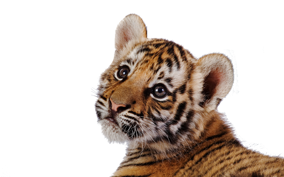 Free Tiger Transparent Background, Download Free Tiger Transparent  Background png images, Free ClipArts on Clipart Library