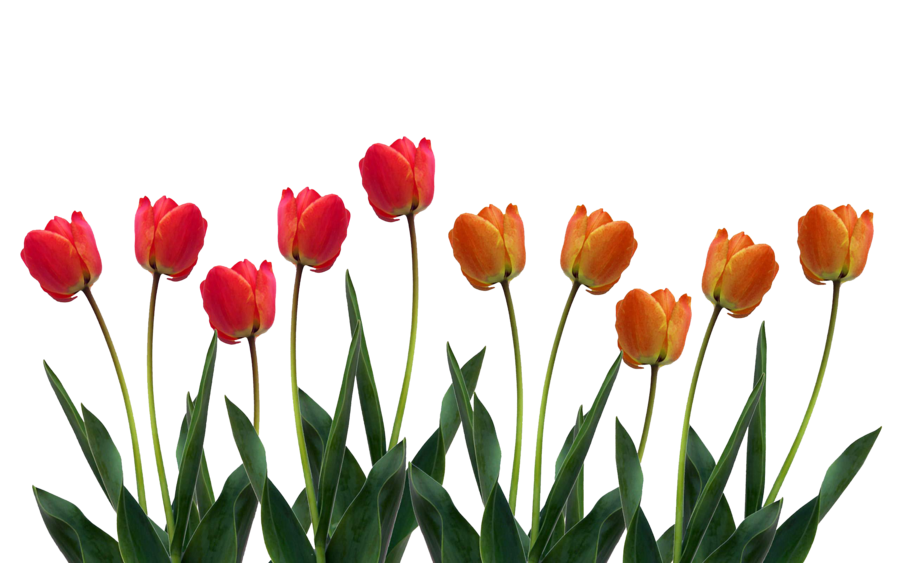 Free Tulip Png Transparent Images Download Free Tulip Png Transparent