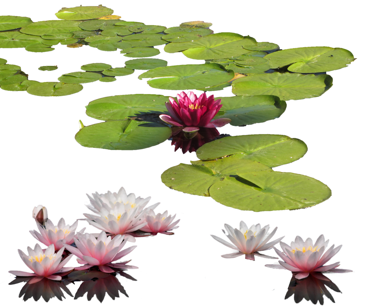 Water Lily PNG Clipart 