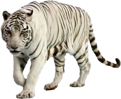 White Tiger Free PNG Image 