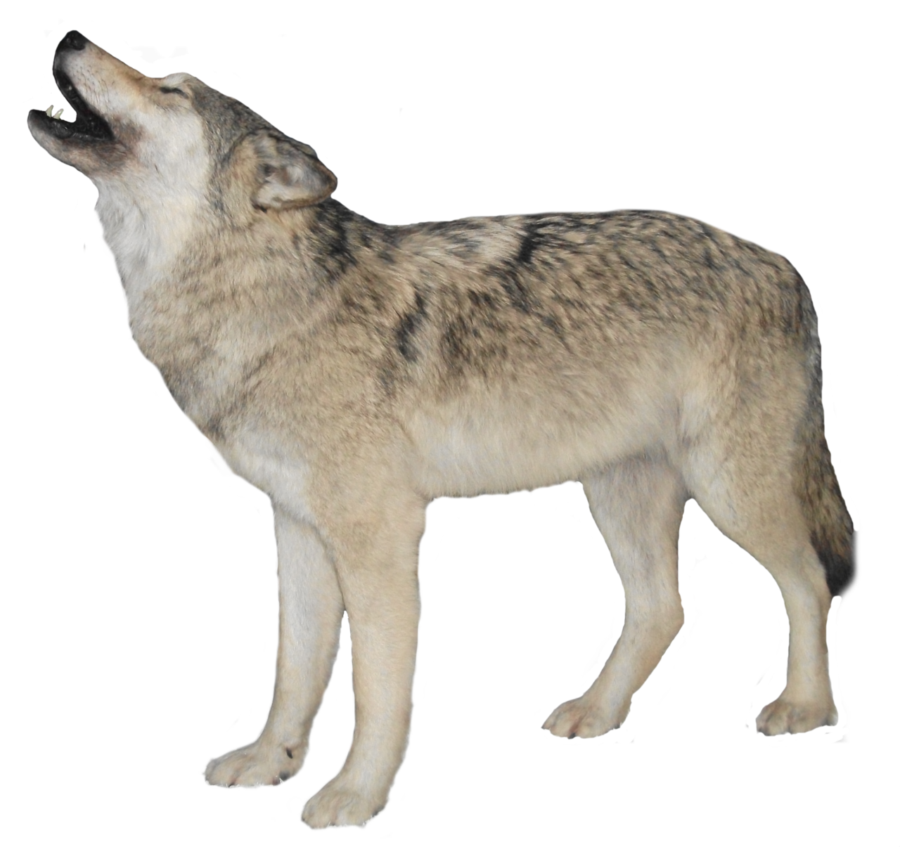 Wolf 15 