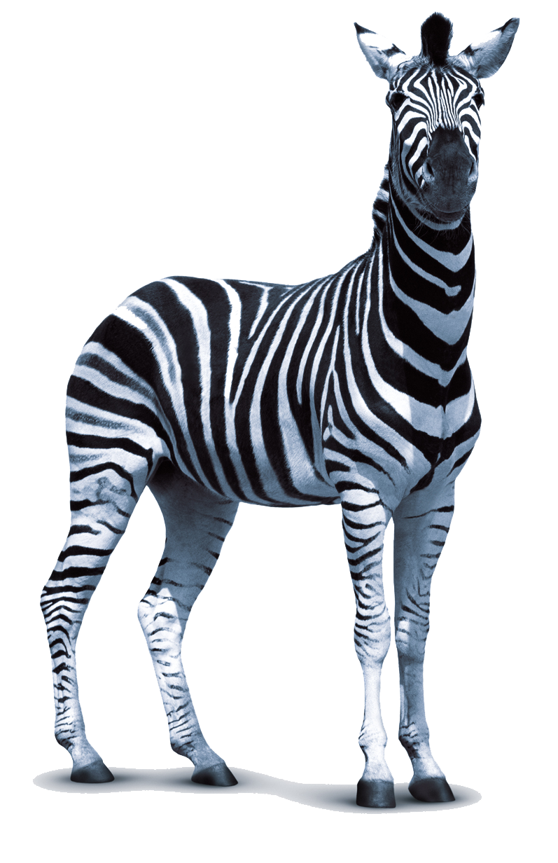 Zebra PNG 