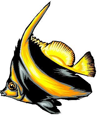 Moorish Idol Fish - Iconic Tropical Reef Species | Marine Life Guide