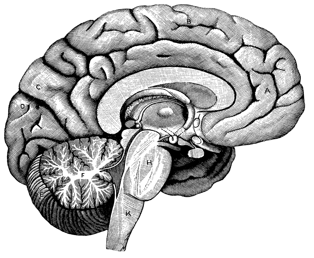 unlabeled brain model